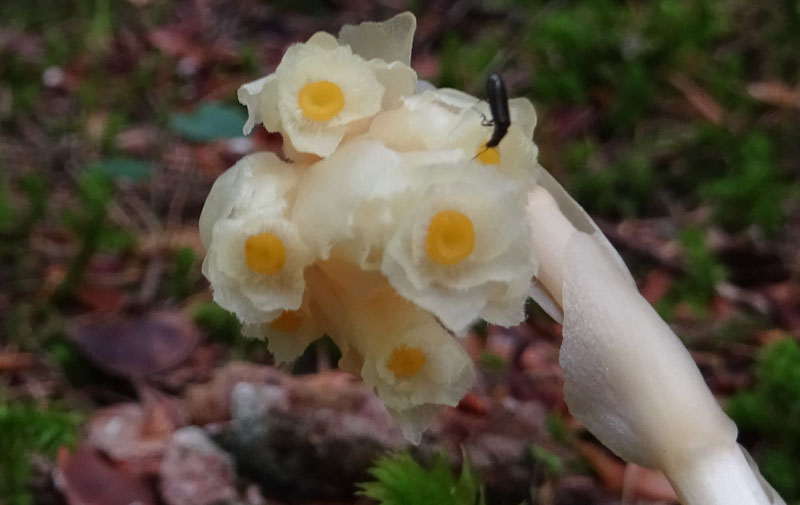 Monotropa hypopitys - Ericaceae